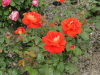 img0008.jpg