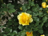 img0009.jpg