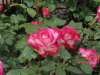 img0014.jpg