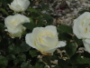 img0015.jpg