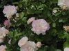 img0016.jpg
