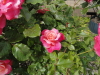 img0019.jpg