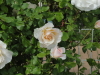 img0024.jpg