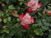 img0025.jpg