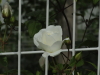 img0032.jpg