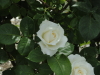 img0035.jpg