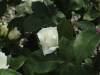 img0039.jpg
