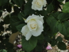 img0042.jpg