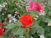 img0051.jpg