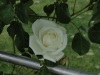 img0062.jpg