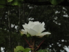 img0063.jpg