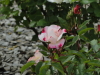 img0065.jpg