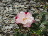 img0066.jpg