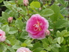img0071.jpg