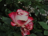 img0084.jpg