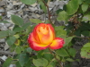 img0088.jpg