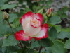 img0089.jpg