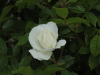 img0093.jpg