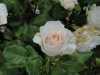 img0095.jpg