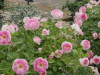 img0102.jpg