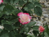 img0104.jpg