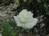 img0107.jpg