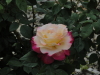 img0109.jpg