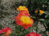 img0110.jpg
