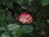 img0116.jpg