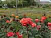 img0123.jpg