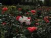 img0124.jpg
