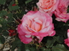 img0130.jpg