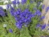img0146.jpg