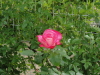 img0151.jpg