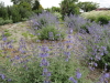 img0180.jpg