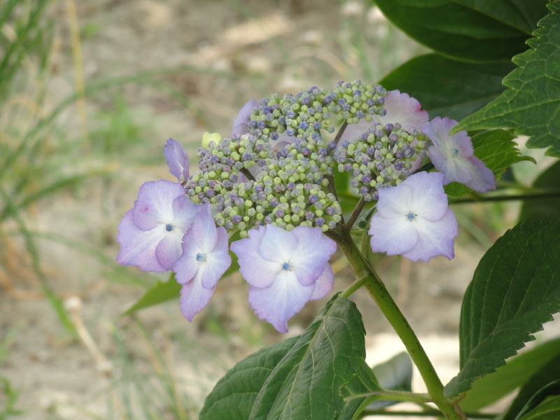 img0010.jpg