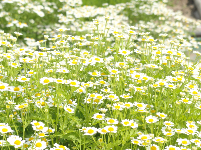 img0016.jpg
