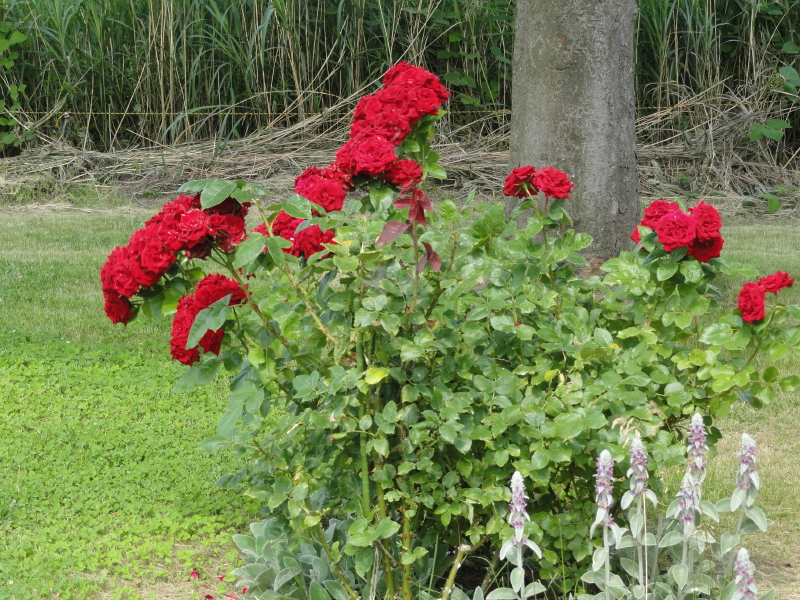 img0040.jpg