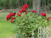 img0040.jpg