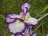 img0042.jpg
