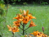 img0047.jpg