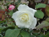 img0055.jpg