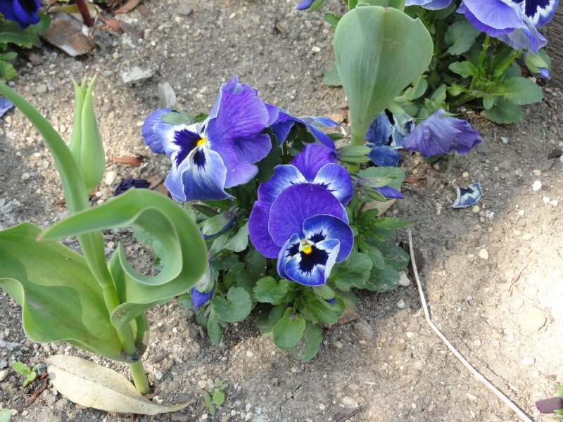 img0013.jpg