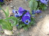img0013.jpg