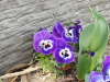 img0014.jpg