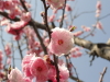 img0045.jpg