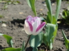 img0026.jpg