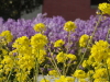 img0033.jpg