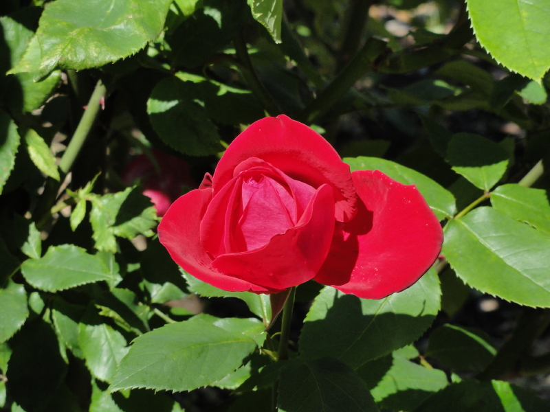 img0001.jpg