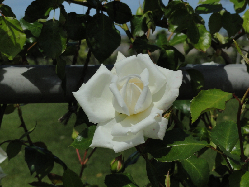 img0011.jpg
